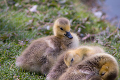 Close-up of gosling's on grass 