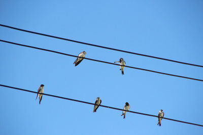 Low angle view of bird perched against clear blue sky