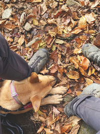 Midsection of person with dog during autumn leaves