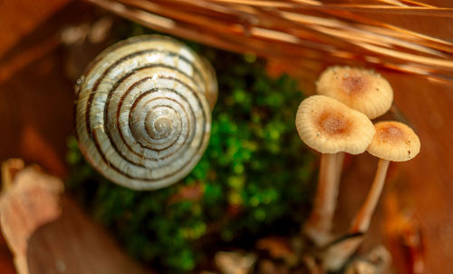 Close-up of snail on plant