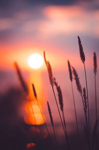 Close-up of plants against sky during sunset