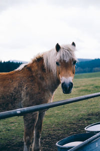 Close-up of horse standing on field against sky