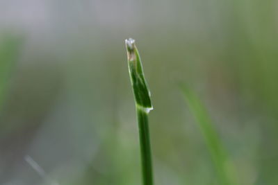 Close-up of fresh green plant