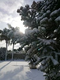 Trees against sky during winter