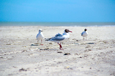 Seagull standing on beach