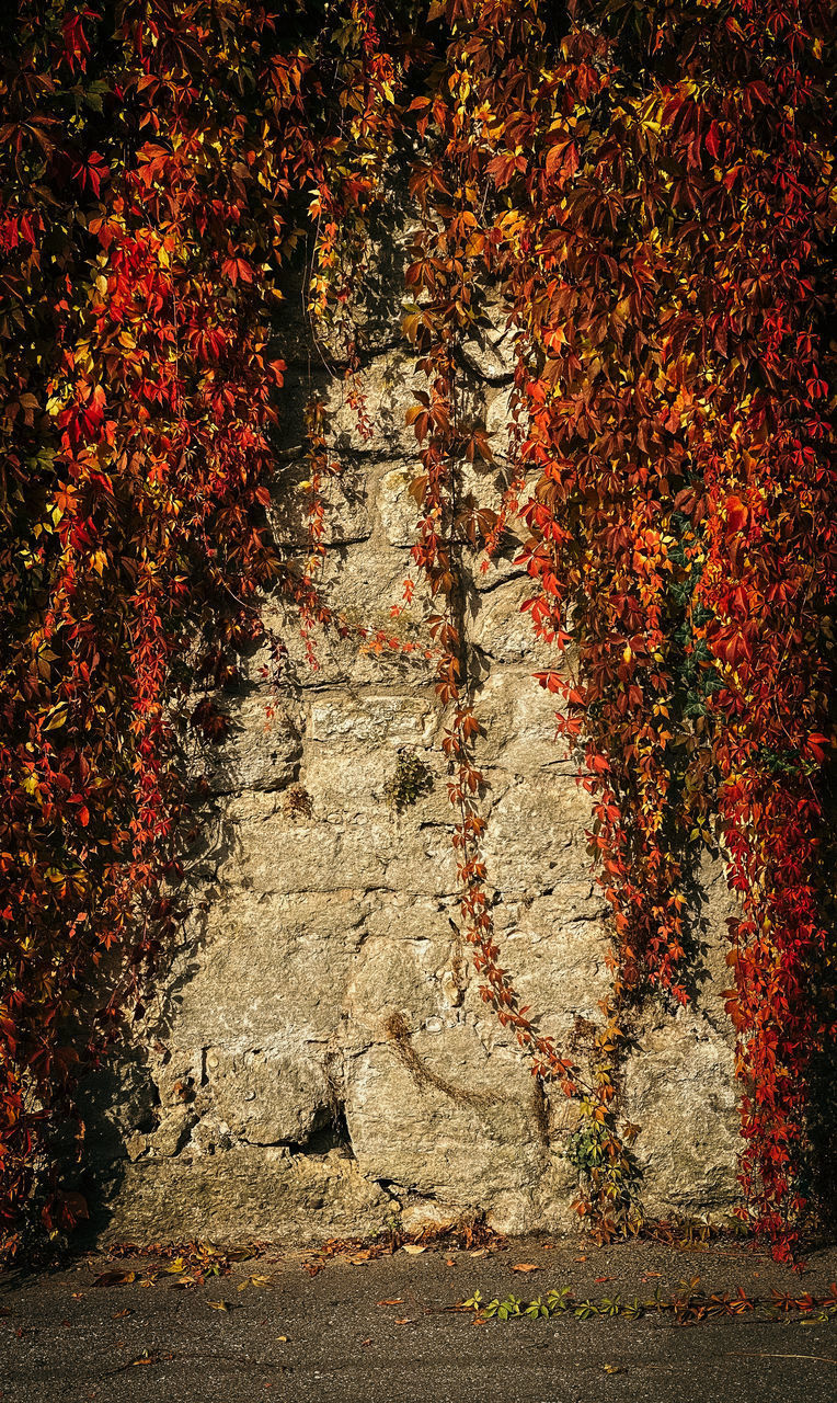 IVY GROWING ON WALL