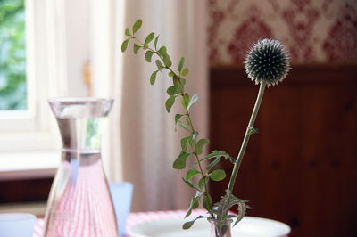 Close-up of potted plant on table at home