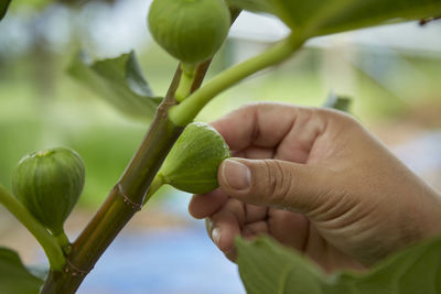 Close-up of hand holding leaves
