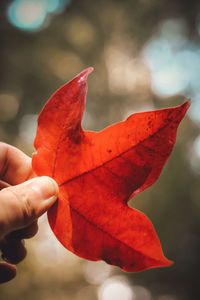 Close-up of hand holding maple leaf