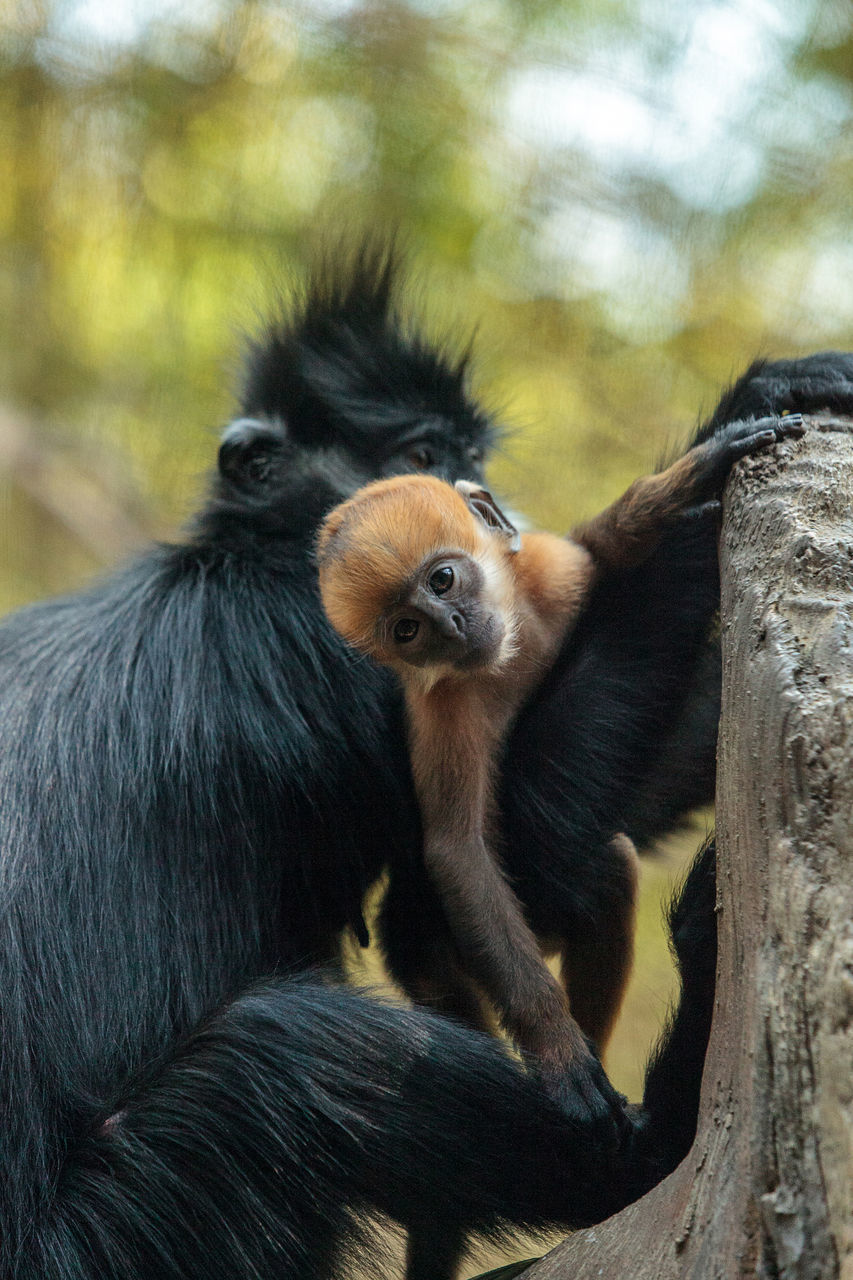 MONKEYS SITTING AGAINST TREES