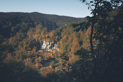 Trees in forest against clear sky