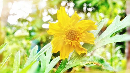 Close-up of yellow flower