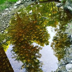 Reflection of trees in water