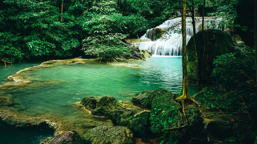 Scenic view of waterfall in forest