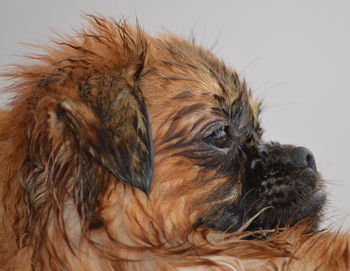 Close-up of wet brown dog