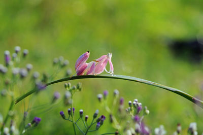 Close-up of butterfly on flower blooming outdoors