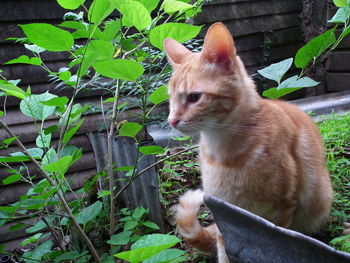 Close-up of cat sitting by plants