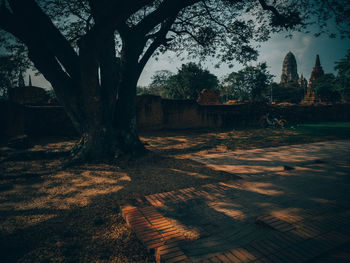 View of trees in park