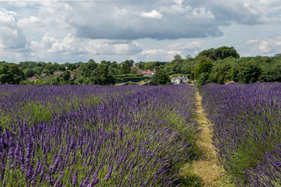 Purple flowering plants on field against sky