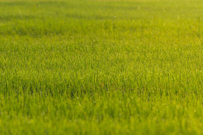 Full frame shot of fresh green field