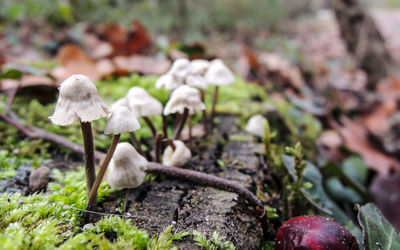 Close-up of mushrooms