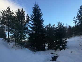 Trees on snow covered landscape