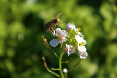 Close-up of insect on flower