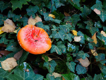 High angle view of orange fruit on field