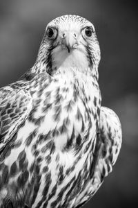 Portrait of kestrel