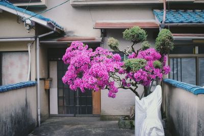 Flower pot by window of building