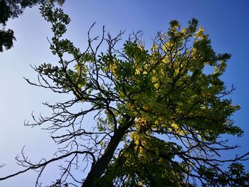 Low angle view of tree against clear sky