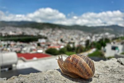 Close-up of snail against sky