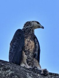 Sitting posture of an eagle