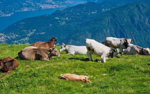 Cows on field