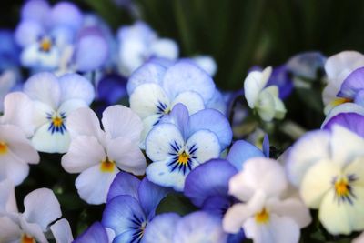 Close-up of purple flowering plants