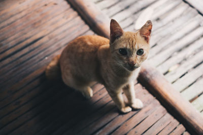 Portrait of kitten on wood