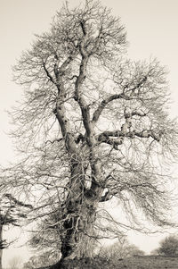 Low angle view of bare trees against sky