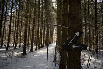 Trees in forest during winter