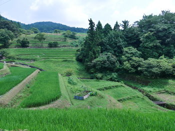 Scenic view of agricultural field against sky