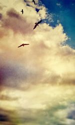 Low angle view of bird flying against cloudy sky