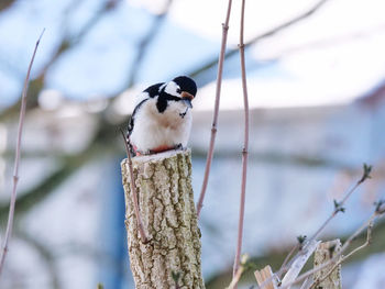 Close-up of bird perching on branch
