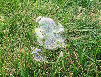 Grass growing on grassy field