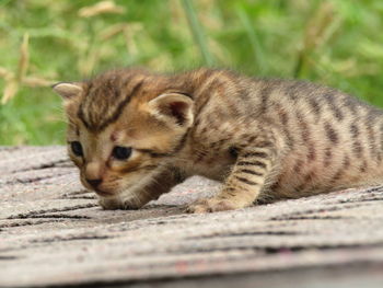 Close-up of a cute kitten.