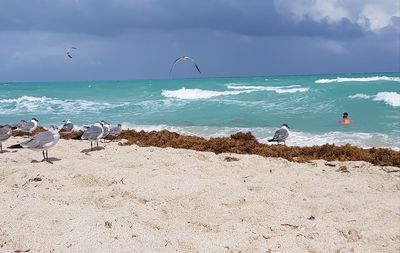 Seagulls on beach