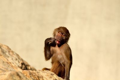 Monkey on tree trunk