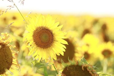 Close-up of sunflower growing on field