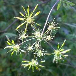 Close-up of plant