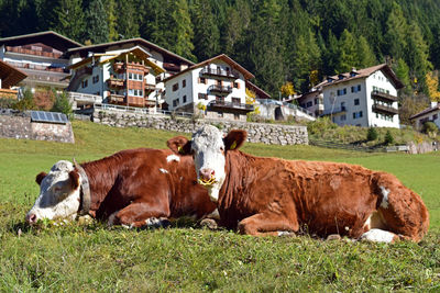 Cows relaxing on grass with built structure in background