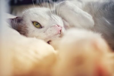 Close-up of cat sleeping