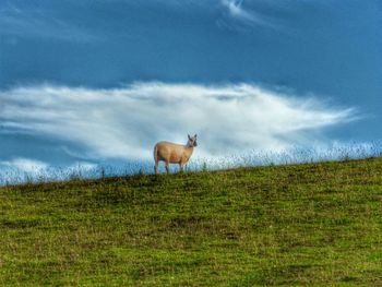 Cows on grassy field